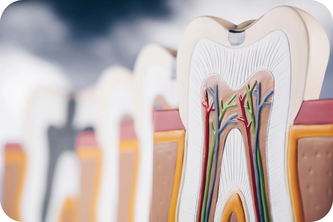 Endodontie